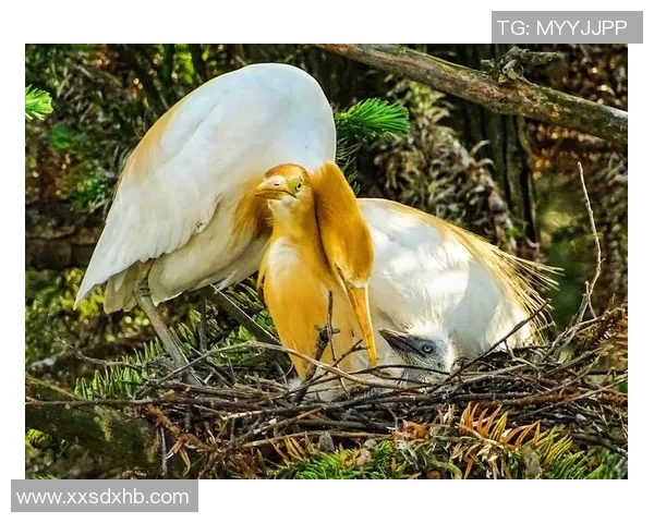 阳光沙滩上的浪漫时刻足球明星与女友共享甜蜜假期